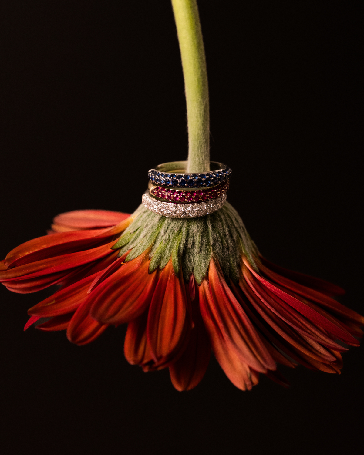Three stacked rings with gemstone accents are displayed on the base of a red-orange gerbera daisy against a solid black background.